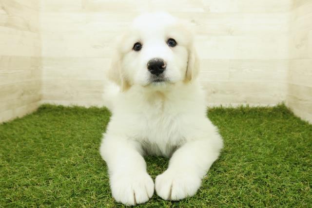 岡山県のグレートピレニーズ (Coo&RIKU岡山店/2025年10月20日生まれ/女の子/ホワイト)の子犬の1枚目の画像