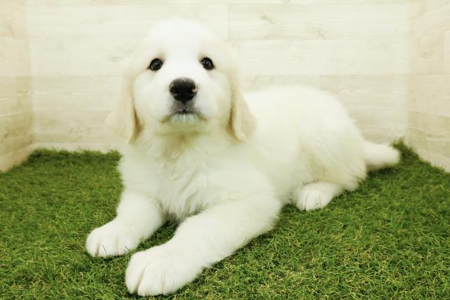 岡山県のグレートピレニーズ (Coo&RIKU岡山店/2025年10月20日生まれ/女の子/ホワイト)の子犬の2枚目の画像