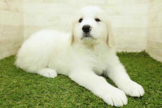 岡山県のグレートピレニーズ (Coo&RIKU岡山店/2025年10月20日生まれ/女の子/ホワイト)の子犬の3枚目の画像