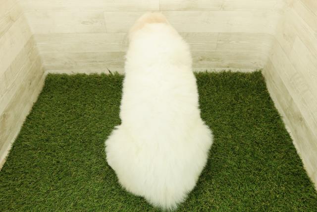 岡山県のグレートピレニーズ (Coo&RIKU岡山店/2025年10月20日生まれ/女の子/ホワイト)の子犬の4枚目の画像