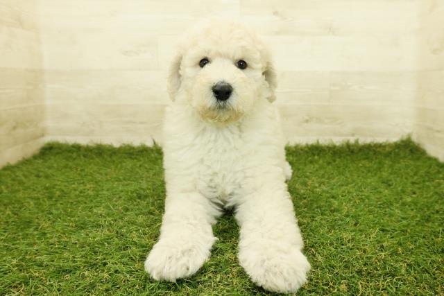 新潟県のスタンダードプードル (Coo&RIKU新潟西店/2025年10月18日生まれ/男の子/クリーム)の子犬