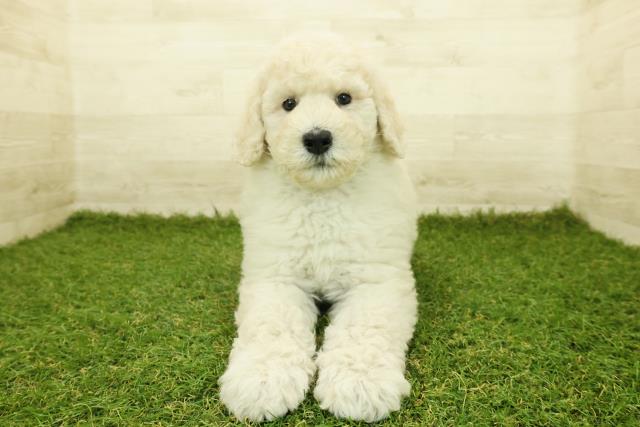 長野県のスタンダードプードル (Coo&RIKU松本店/2025年10月18日生まれ/男の子/クリーム)の子犬の1枚目の画像