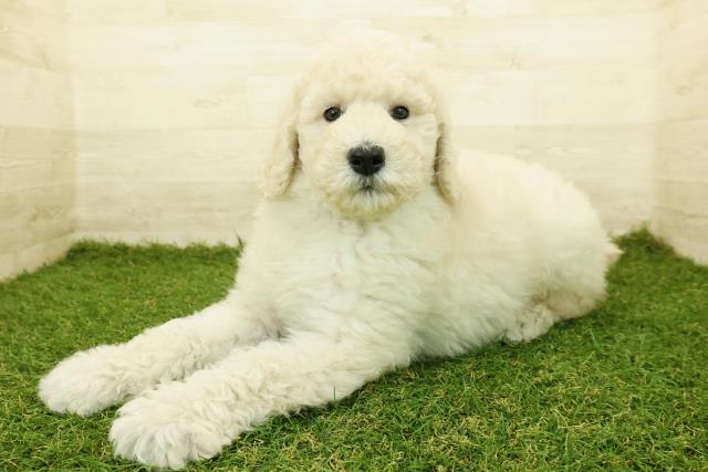 長野県のスタンダードプードル (Coo&RIKU松本店/2025年10月18日生まれ/男の子/クリーム)の子犬の2枚目の画像