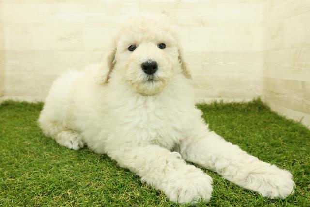 長野県のスタンダードプードル (Coo&RIKU松本店/2025年10月18日生まれ/男の子/クリーム)の子犬の3枚目の画像