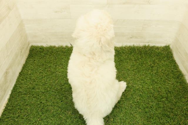 長野県のスタンダードプードル (Coo&RIKU松本店/2025年10月18日生まれ/男の子/クリーム)の子犬の4枚目の画像