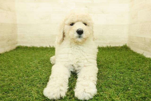 石川県のスタンダードプードル (Coo&RIKU金沢店/2025年10月18日生まれ/女の子/クリーム)の子犬の1枚目の画像