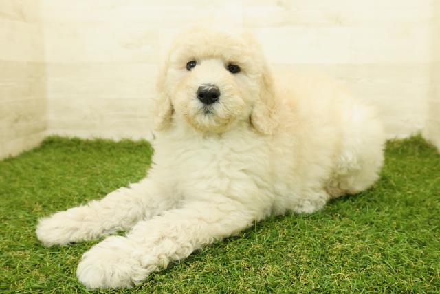 石川県のスタンダードプードル (Coo&RIKU金沢店/2025年10月18日生まれ/女の子/クリーム)の子犬の2枚目の画像