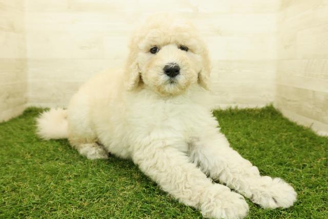 石川県のスタンダードプードル (Coo&RIKU金沢店/2025年10月18日生まれ/女の子/クリーム)の子犬の3枚目の画像