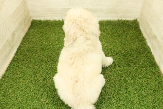 石川県のスタンダードプードル (Coo&RIKU金沢店/2025年10月18日生まれ/女の子/クリーム)の子犬の4枚目の画像