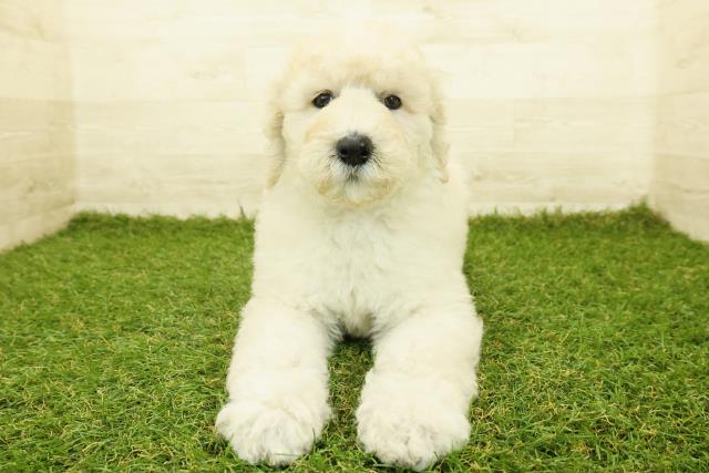 宮城県のスタンダードプードル (Coo&RIKU仙台太白店/2025年10月18日生まれ/女の子/クリーム)の子犬の1枚目の画像