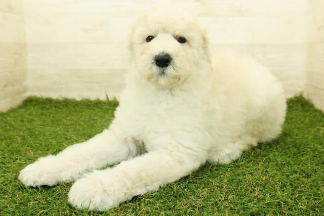 宮城県のスタンダードプードル (Coo&RIKU仙台太白店/2025年10月18日生まれ/女の子/クリーム)の子犬の2枚目の画像