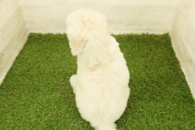 宮城県のスタンダードプードル (Coo&RIKU仙台太白店/2025年10月18日生まれ/女の子/クリーム)の子犬の4枚目の画像