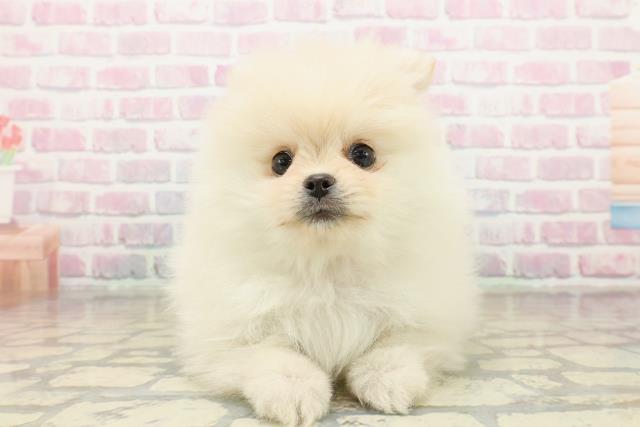 北海道のポメラニアン (Coo&RIKU函館店/2025年10月20日生まれ/女の子/クリーム)の子犬の1枚目の画像