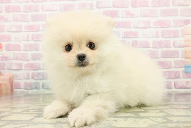 北海道のポメラニアン (Coo&RIKU函館店/2025年10月20日生まれ/女の子/クリーム)の子犬の2枚目の画像