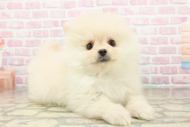 北海道のポメラニアン (Coo&RIKU函館店/2025年10月20日生まれ/女の子/クリーム)の子犬の3枚目の画像