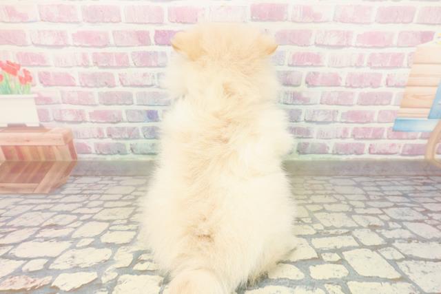 北海道のポメラニアン (Coo&RIKU函館店/2025年10月20日生まれ/女の子/クリーム)の子犬の4枚目の画像