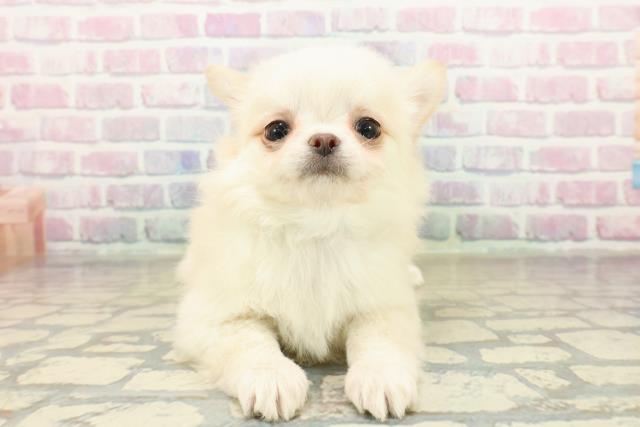 チワワ(ロングコート)