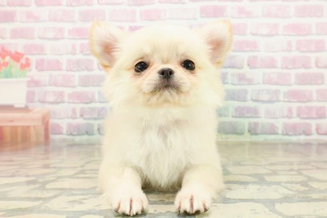 新潟県のチワワ(ロング) (Coo&RIKU新潟東店/2025年10月17日生まれ/女の子/クリーム)の子犬