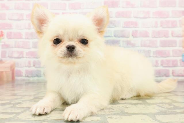 新潟県のチワワ(ロング) (Coo&RIKU新潟東店/2025年10月17日生まれ/女の子/クリーム)の子犬の2枚目の画像