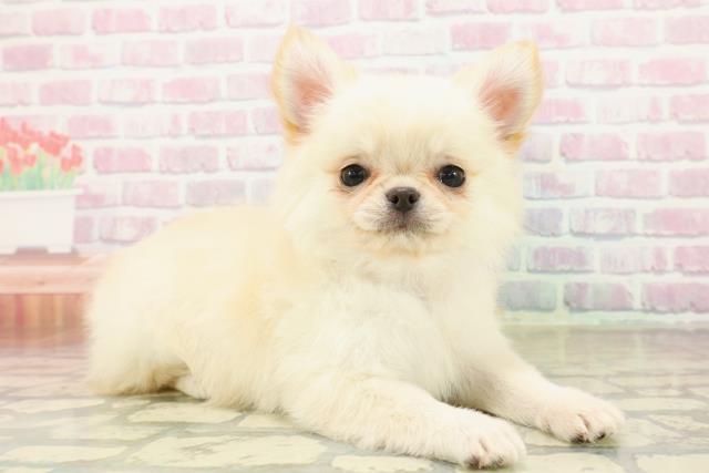 新潟県のチワワ(ロング) (Coo&RIKU新潟東店/2025年10月17日生まれ/女の子/クリーム)の子犬の3枚目の画像