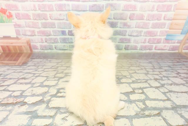 新潟県のチワワ(ロング) (Coo&RIKU新潟東店/2025年10月17日生まれ/女の子/クリーム)の子犬の4枚目の画像