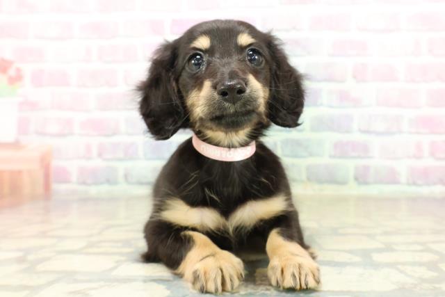 北海道のミニチュアダックスフンド(ロング) (Coo&RIKU室蘭店/2025年10月20日生まれ/女の子/ブラックタン)の子犬の1枚目の画像