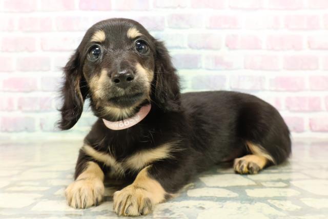 北海道のミニチュアダックスフンド(ロング) (Coo&RIKU室蘭店/2025年10月20日生まれ/女の子/ブラックタン)の子犬の2枚目の画像