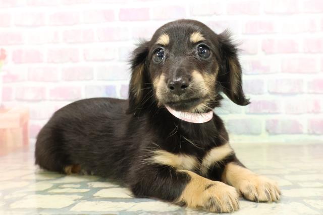 北海道のミニチュアダックスフンド(ロング) (Coo&RIKU室蘭店/2025年10月20日生まれ/女の子/ブラックタン)の子犬の3枚目の画像