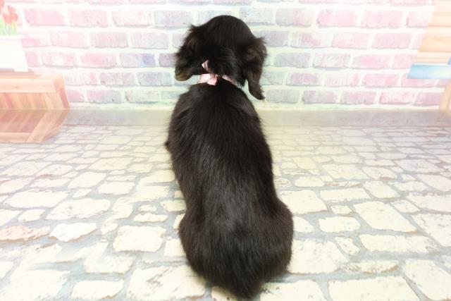 北海道のミニチュアダックスフンド(ロング) (Coo&RIKU室蘭店/2025年10月20日生まれ/女の子/ブラックタン)の子犬の4枚目の画像