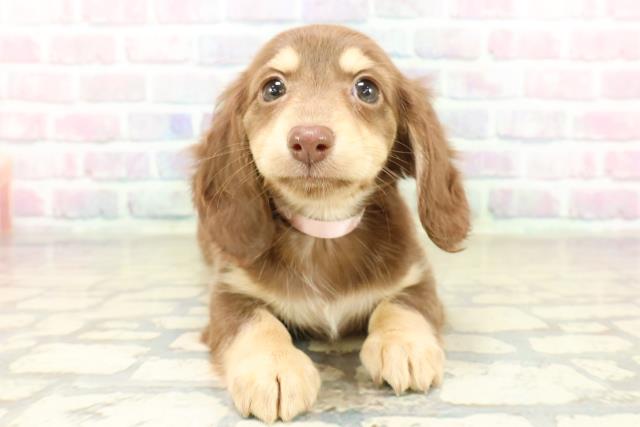 山形県のミニチュアダックスフンド(ロング) (Coo&RIKU山形店/2025年10月20日生まれ/女の子/チョコレートイエロー)の子犬の1枚目の画像