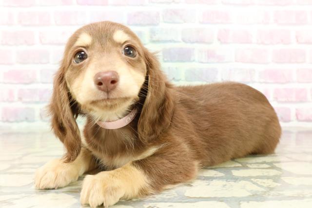 山形県のミニチュアダックスフンド(ロング) (Coo&RIKU山形店/2025年10月20日生まれ/女の子/チョコレートイエロー)の子犬の2枚目の画像