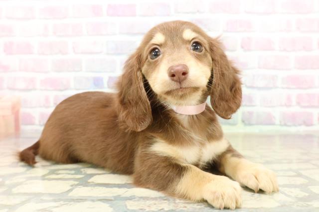 山形県のミニチュアダックスフンド(ロング) (Coo&RIKU山形店/2025年10月20日生まれ/女の子/チョコレートイエロー)の子犬の3枚目の画像