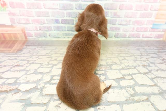 山形県のミニチュアダックスフンド(ロング) (Coo&RIKU山形店/2025年10月20日生まれ/女の子/チョコレートイエロー)の子犬の4枚目の画像