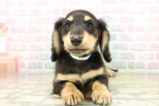 北海道のミニチュアダックスフンド(ロング) (Coo&RIKU函館店/2025年10月20日生まれ/男の子/ブラックイエロー)の子犬の1枚目の画像