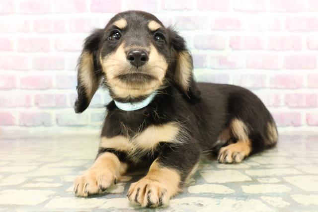 北海道のミニチュアダックスフンド(ロング) (Coo&RIKU函館店/2025年10月20日生まれ/男の子/ブラックイエロー)の子犬の2枚目の画像