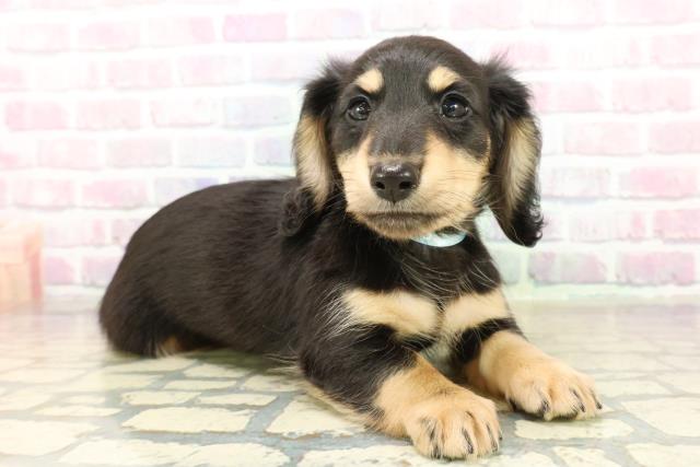 北海道のミニチュアダックスフンド(ロング) (Coo&RIKU函館店/2025年10月20日生まれ/男の子/ブラックイエロー)の子犬の3枚目の画像