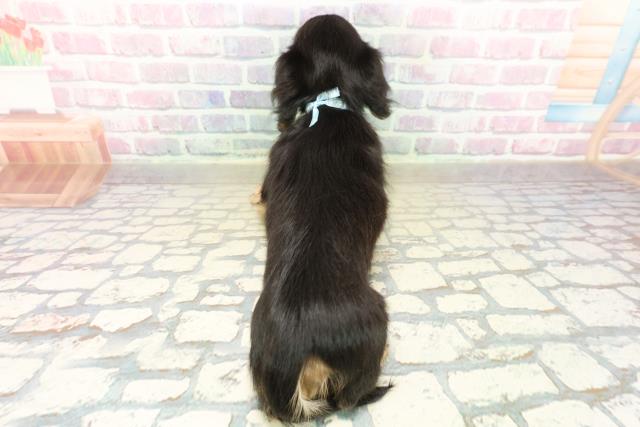 北海道のミニチュアダックスフンド(ロング) (Coo&RIKU函館店/2025年10月20日生まれ/男の子/ブラックイエロー)の子犬の4枚目の画像