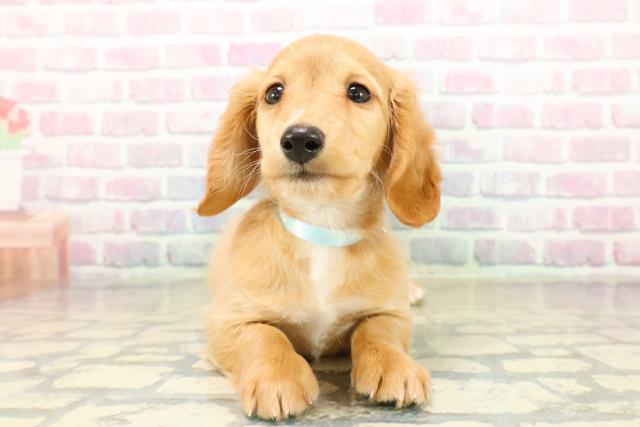 北海道のミニチュアダックスフンド(ロング) (Coo&RIKU旭川店/2025年10月20日生まれ/男の子/ゴールド)の子犬の1枚目の画像