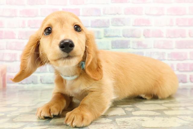 北海道のミニチュアダックスフンド(ロング) (Coo&RIKU旭川店/2025年10月20日生まれ/男の子/ゴールド)の子犬の2枚目の画像