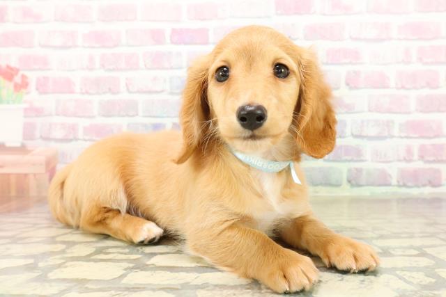 北海道のミニチュアダックスフンド(ロング) (Coo&RIKU旭川店/2025年10月20日生まれ/男の子/ゴールド)の子犬の3枚目の画像