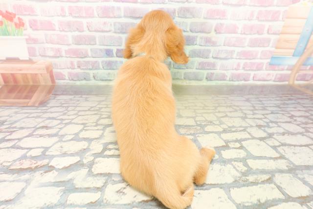 北海道のミニチュアダックスフンド(ロング) (Coo&RIKU旭川店/2025年10月20日生まれ/男の子/ゴールド)の子犬の4枚目の画像