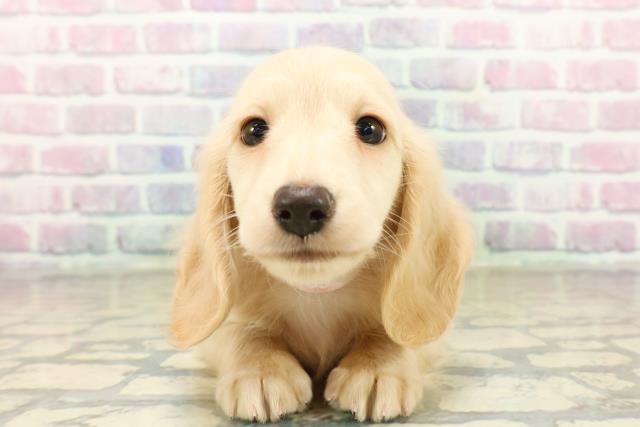 新潟県のミニチュアダックスフンド(ロング) (Coo&RIKU新潟西店/2025年10月20日生まれ/女の子/イエロー)の子犬