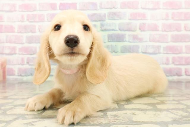 新潟県のミニチュアダックスフンド(ロング) (Coo&RIKU新潟西店/2025年10月20日生まれ/女の子/イエロー)の子犬の2枚目の画像