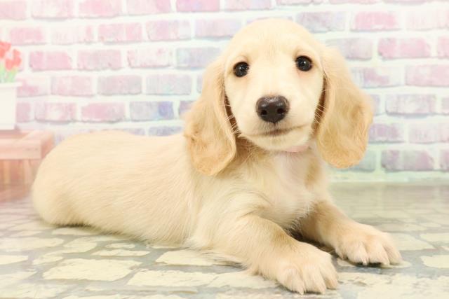 新潟県のミニチュアダックスフンド(ロング) (Coo&RIKU新潟西店/2025年10月20日生まれ/女の子/イエロー)の子犬の3枚目の画像