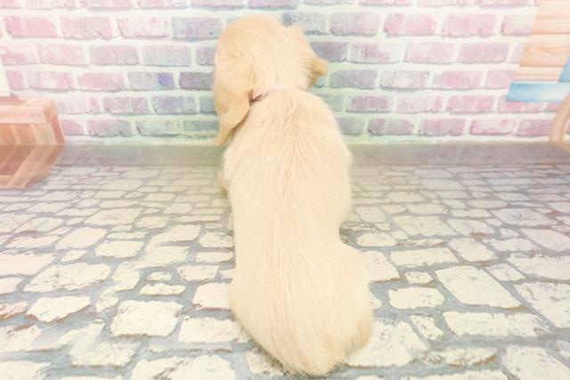 新潟県のミニチュアダックスフンド(ロング) (Coo&RIKU新潟西店/2025年10月20日生まれ/女の子/イエロー)の子犬の4枚目の画像