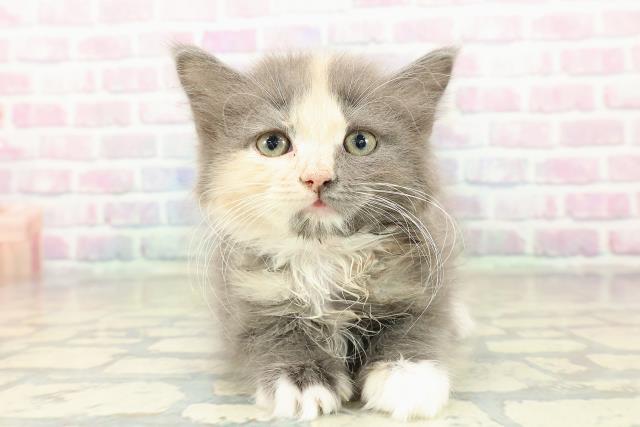 福島県のラガマフィン (Coo&RIKU会津若松店/2025年10月10日生まれ/女の子/ダイリュートキャリコ)の子猫の1枚目の画像