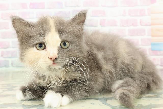 福島県のラガマフィン (Coo&RIKU会津若松店/2025年10月10日生まれ/女の子/ダイリュートキャリコ)の子猫の2枚目の画像