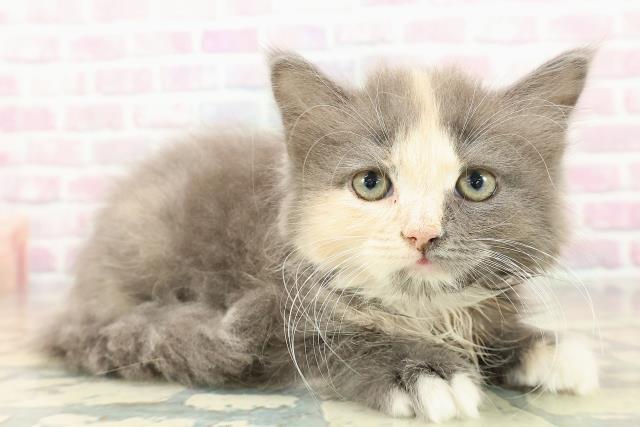 福島県のラガマフィン (Coo&RIKU会津若松店/2025年10月10日生まれ/女の子/ダイリュートキャリコ)の子猫の3枚目の画像