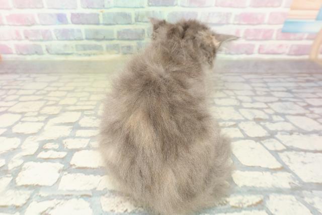 福島県のラガマフィン (Coo&RIKU会津若松店/2025年10月10日生まれ/女の子/ダイリュートキャリコ)の子猫の4枚目の画像