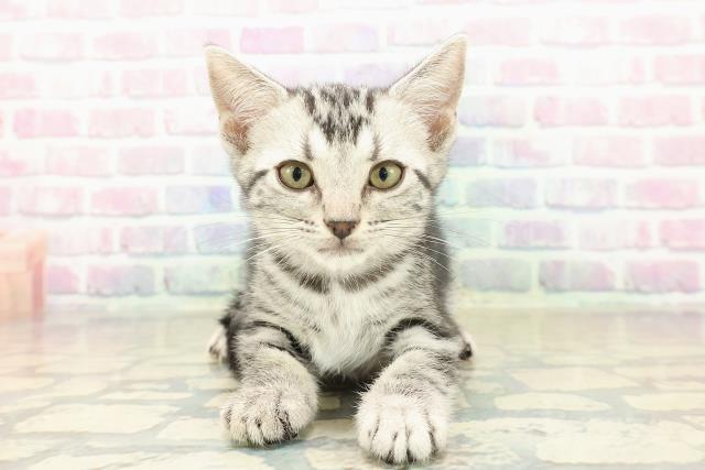 北海道のアメリカンショートヘアー (Coo&RIKU北見店/2025年10月11日生まれ/女の子/シルバータビー)の子猫の1枚目の画像